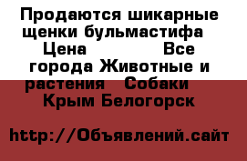 Продаются шикарные щенки бульмастифа › Цена ­ 45 000 - Все города Животные и растения » Собаки   . Крым,Белогорск